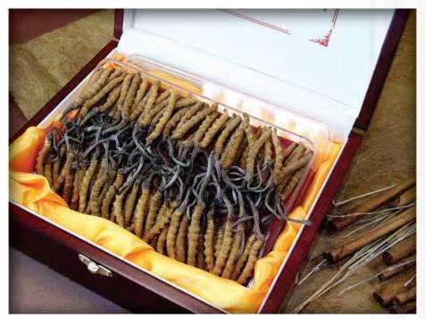 陈巴尔虎冬虫夏草回收